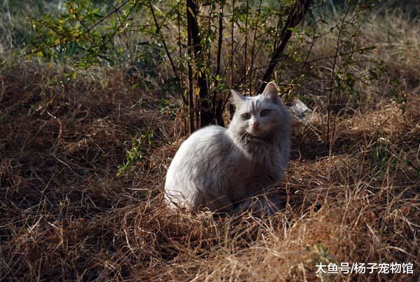 流浪猫妈带病产子后被猫王驱逐，藏在井里生活，只为看孩子一眼！