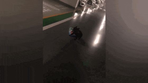 主人带着狗去买狗粮, 狗叼着狗粮撒丫子就跑, 狗: 叼狗粮我在行…