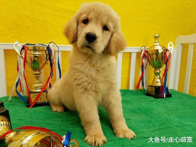 金毛偷喝啤酒, 酒量太差昏睡一整天, 醒来后: 再来一瓶!