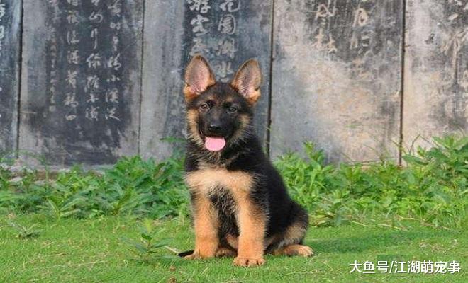 为什么养德牧的人越来越少了，其实因为这6个原因