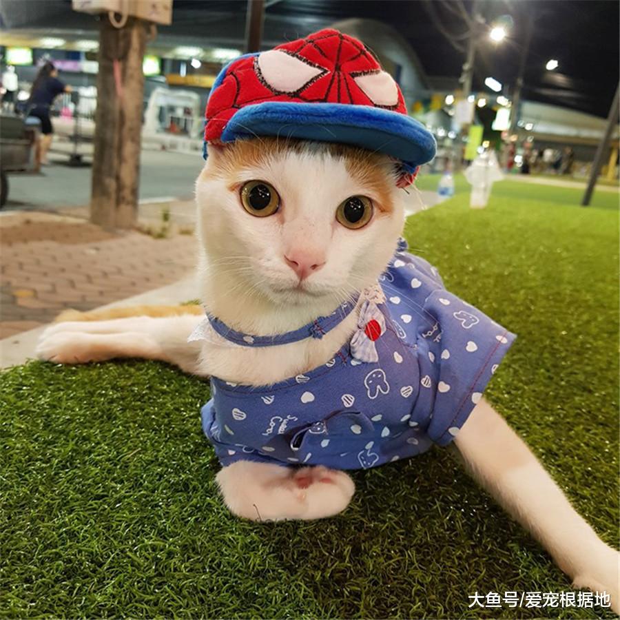 残疾猫被嫌弃，无人领养，遇到她之后被宠成了小公主！