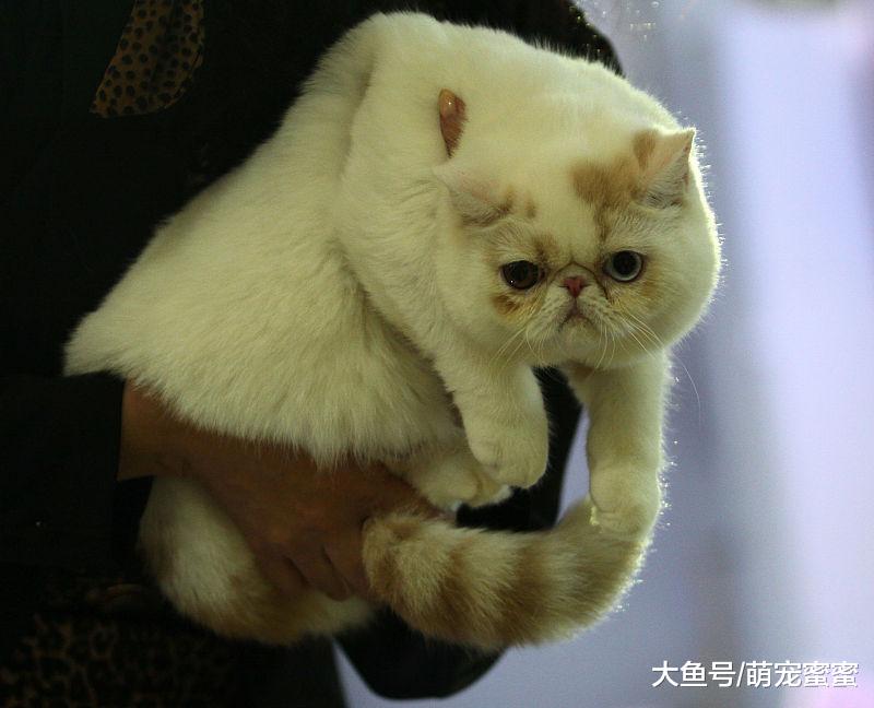萌宠：猫咪夏天很容易中暑，带你了解猫咪中暑后如何治疗