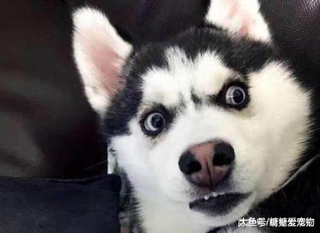 傻萌傻萌的“二哈”，她卻說養不得？這些事情接受不了，千萬別養