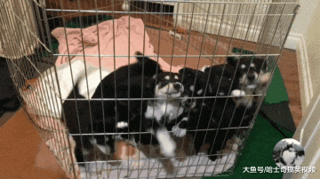 拉布拉多生了8只娃，结果6只都没人要，感觉喝奶方式就不对