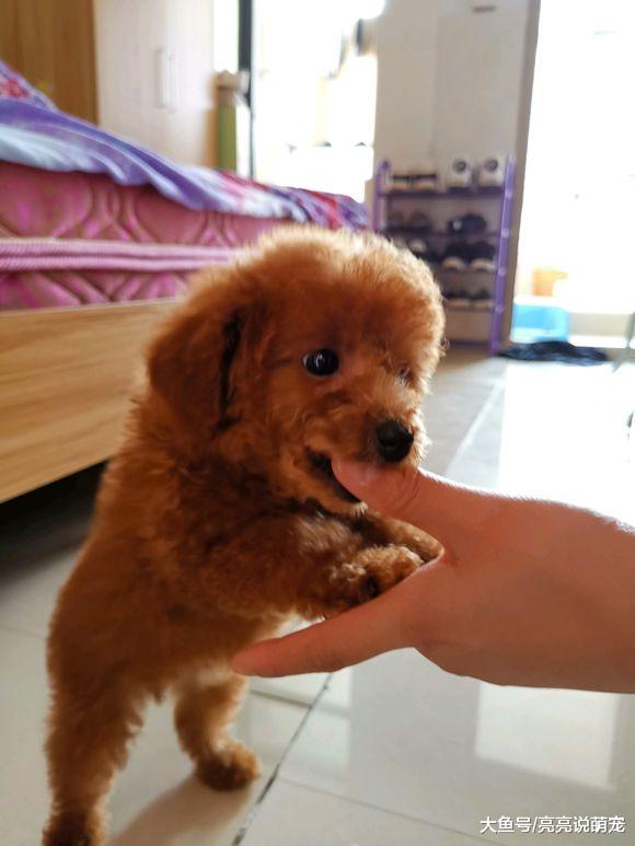 主人天天不在家，只有泰迪自己，它都是自娱自乐