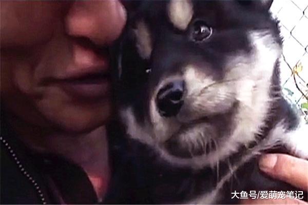 小奶狗被宠主陆续送人，狗妈把最后一只藏起来，不让主人轻易发现