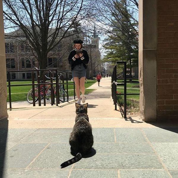 大学聘请新图书管理员, 只卖萌不干活, 猫咪管理员吸引学生多读书