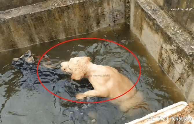 网友买到“假金毛”，结果直接把它丢进水池，还好遇到了他