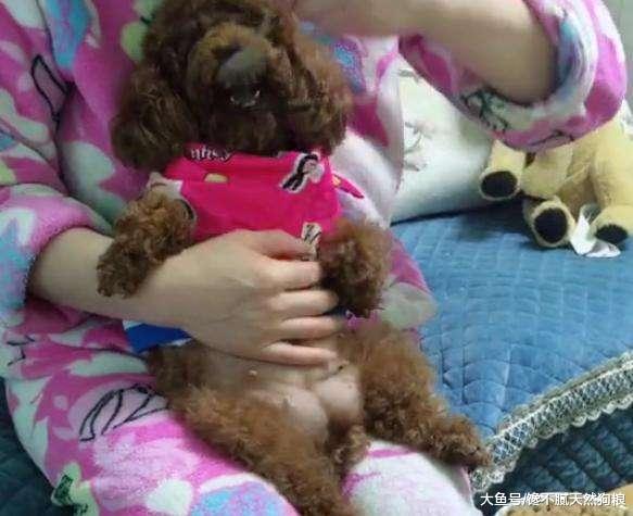 泰迪犬有这5个表现, 表明它的占有欲是非常强的!