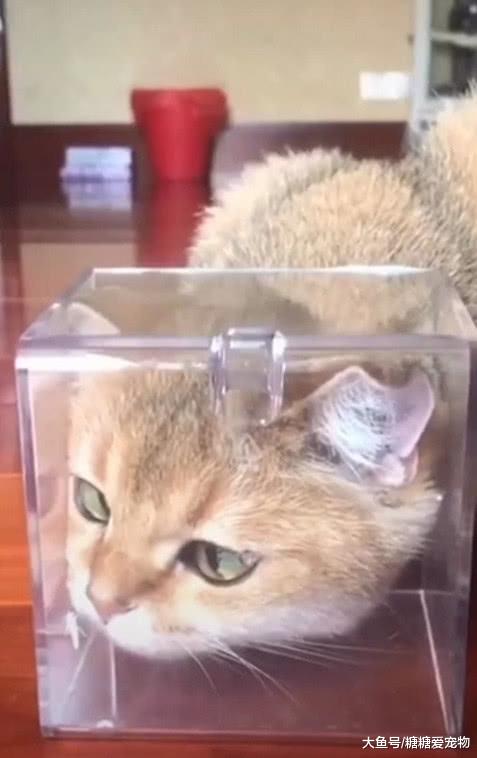 猫咪和蝴蝶交朋友，主人见状立刻拍了下来，原来画面也能这么和谐