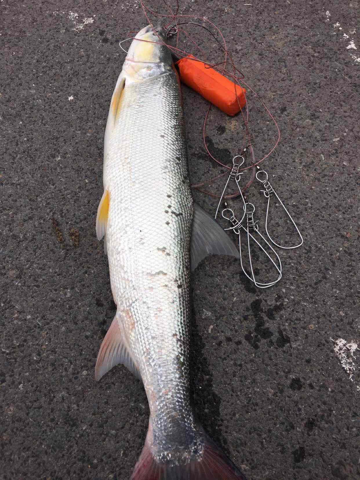 男子禁渔期钓起50斤“水老虎”，朋友圈炫耀被抓，引网友热议