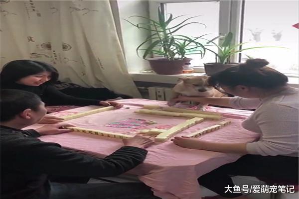 網友打麻將三缺一，只能拿狗狗湊個手，狗：為了這個家操碎了心！