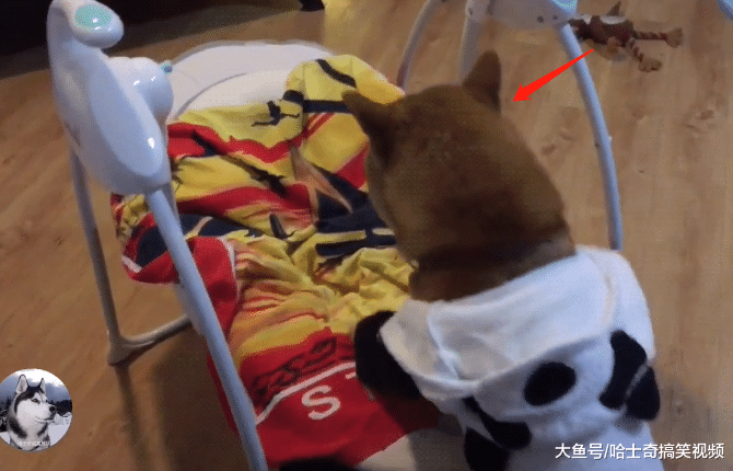 柴犬看到宝宝的“摇床”，却以为是买给它的，主人也笑翻了
