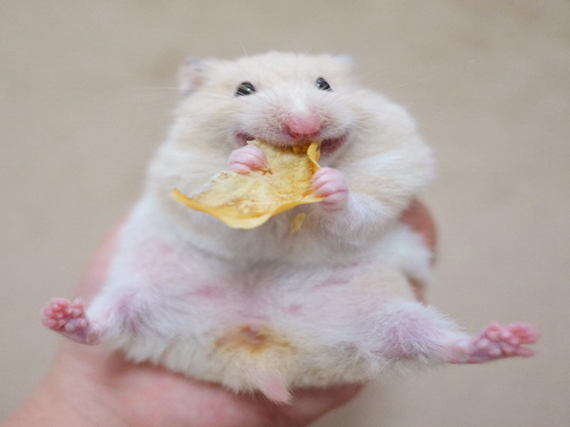 仓鼠变脸太快，只要有好吃的，鼠鼠立刻笑容满面