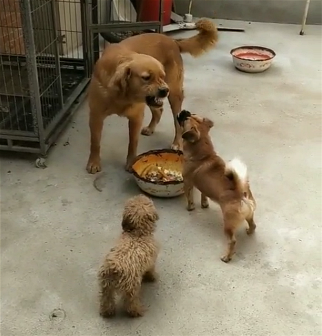 田园犬跟大金毛抢饭，昂头冷面金毛叫嚣，田园犬：气场不能输……