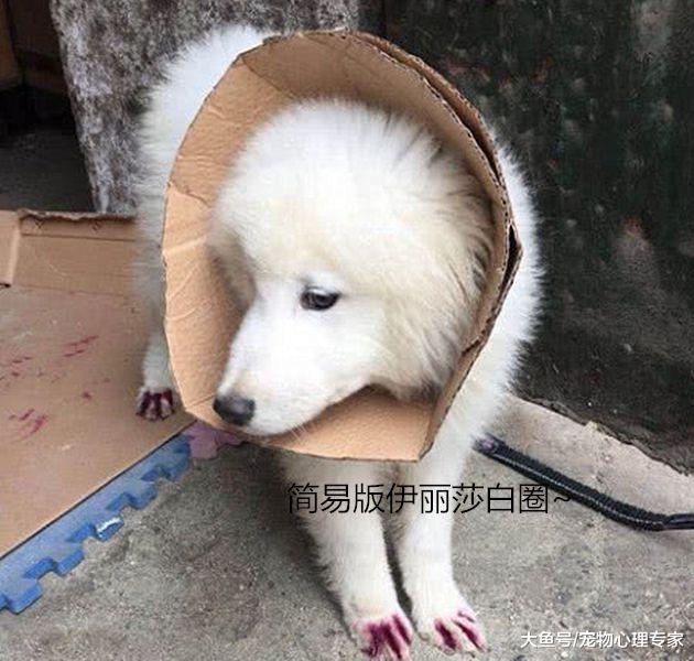 流浪萨摩耶遇上好心人，四肢发炎不忘展露微笑：谢谢你的帮助