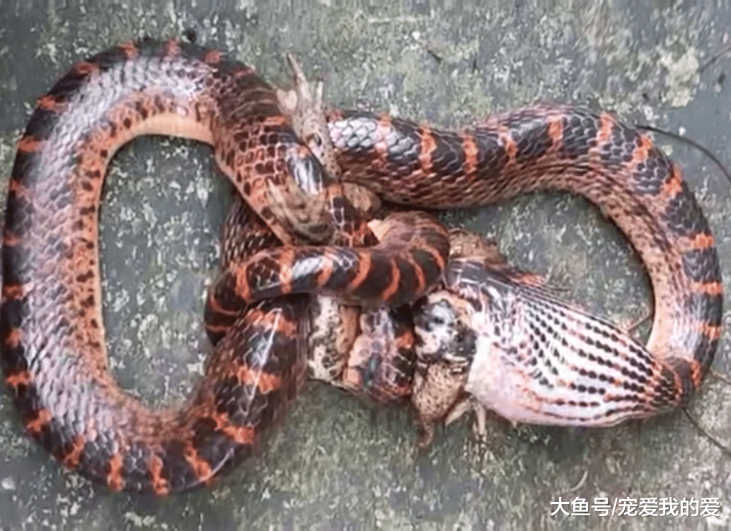 活久见！“巨蟒”吞食鳄鱼，差点肚皮被胀破，养一天花费十万以上