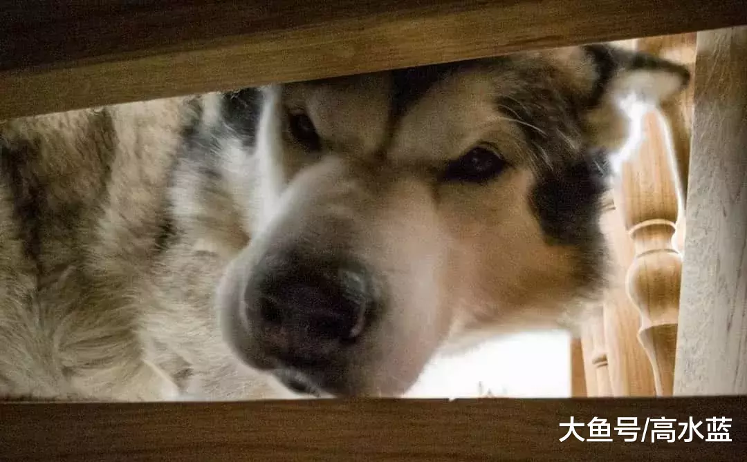 喜欢阿拉斯加的人，为什么不直接养猪？