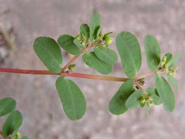 雜草也是救命草，不僅可以藥用還能食用，但是要注意這一點