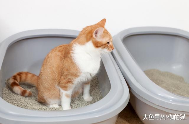 辟谣：猫砂伴侣不是真的好伴侣！猫砂除臭颗粒会导致猫呕吐和腹泻