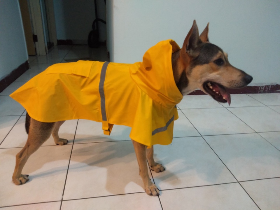 网友给狗子买了款雨衣，结果越看越像肉片！狗子：不要吃我！