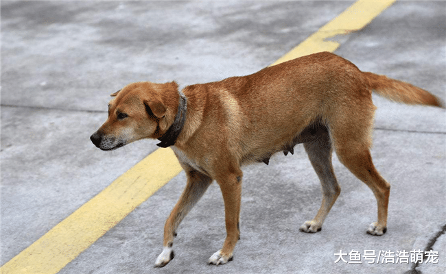 看家护院的5种好狗，第四种战力比藏獒高，第五种会“察言观色”