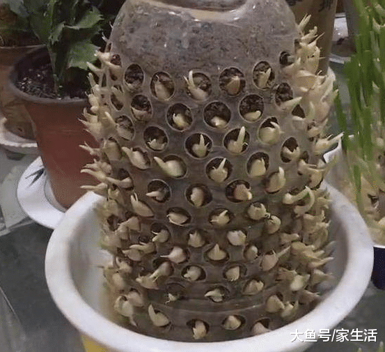 头一次见用个塑料瓶种大蒜，省地方又长得快，别傻傻用花盆了