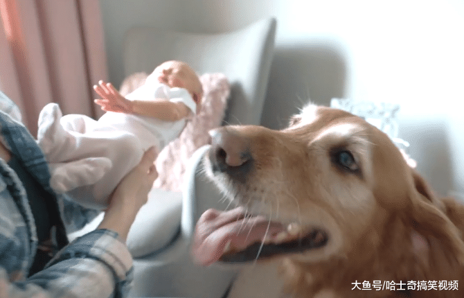 女主人告诉金毛，它们有“弟弟”了，结果把小主人当宝一样