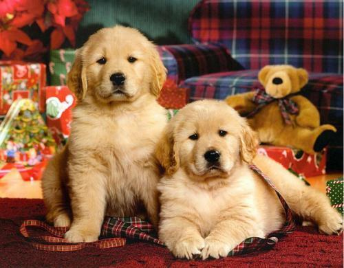 一只纯种的金毛犬, 具有以下“6个特征”, 你家的是串串吗?