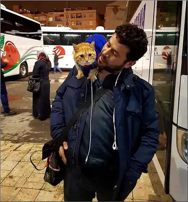 流浪猫被猫男大叔救助，战乱中不离不弃跟随，并助他开解受伤居民