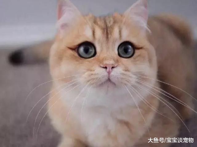 化了妆的猫，就像化了妆的女人一样不可信！