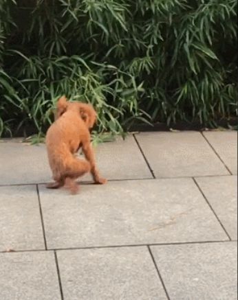 流浪泰迪狗狗只能用两只前爪走路，眼前一幕让人心疼