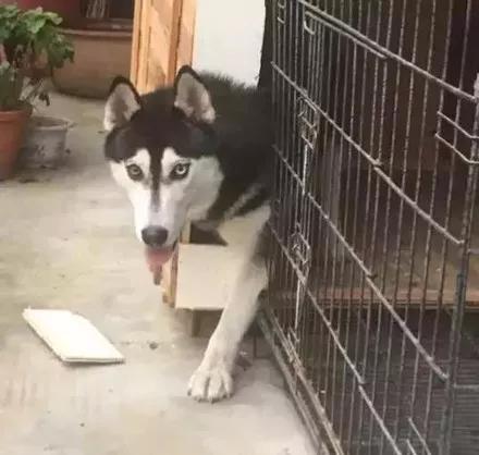 帮朋友照看哈士奇，房子差点变毛坯房，接下来怕是朋友没的做了