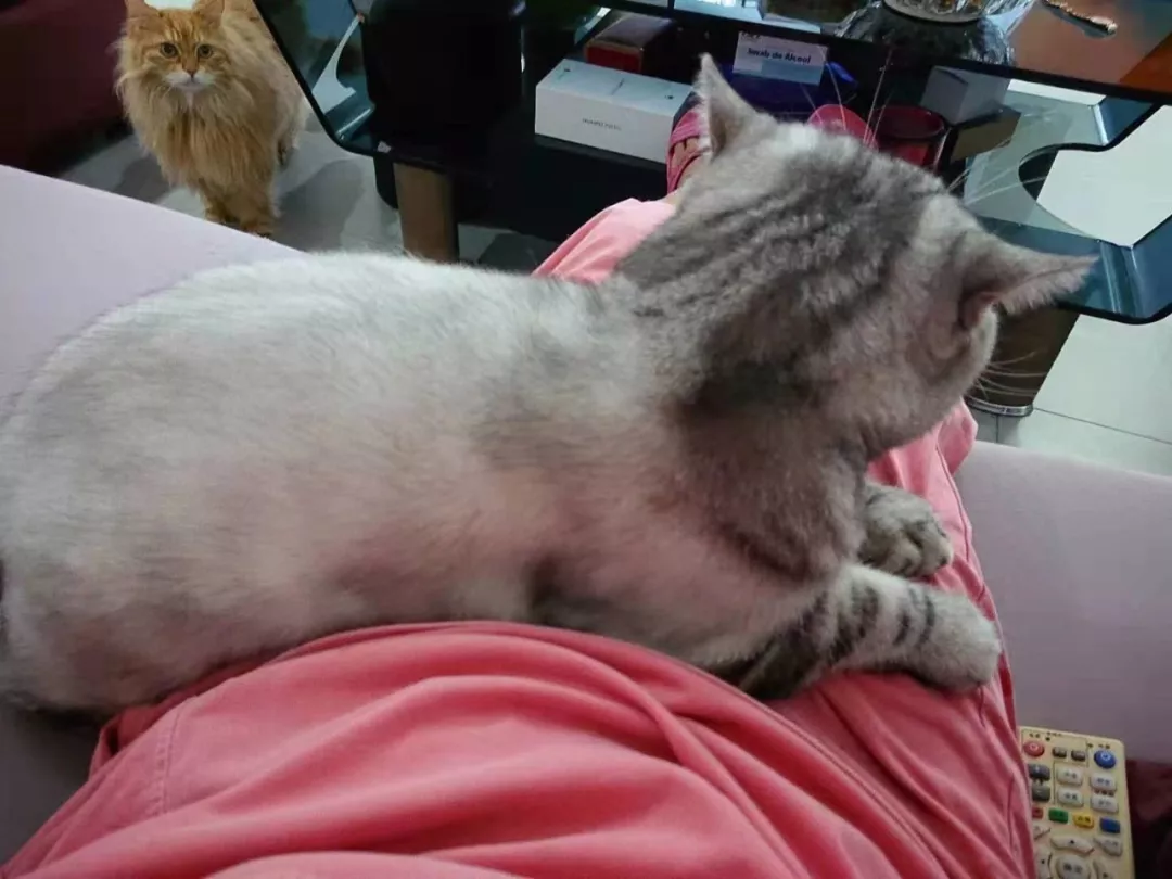 大头猫咪天生爱吃醋，一早起身就霸占主人的大腿不让另外两只猫咪靠近
