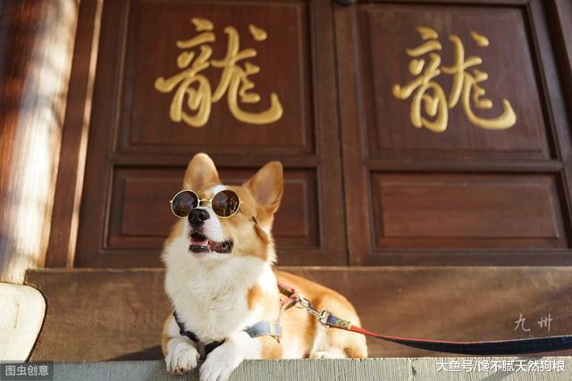 养柯基为什么养公的要比养母的好？原来好处这么多