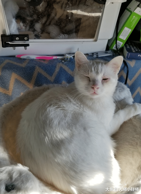 小猫失去了家人，公猫像对待亲生孩子一样照顾小猫，真的太有爱了