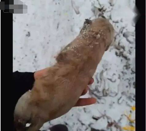 男子踏雪时发现一块“石头”有一样, 捡起来后内心崩溃