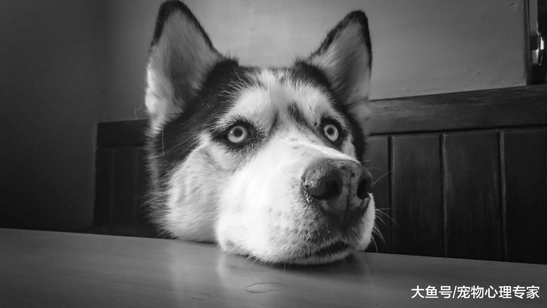 二手煙對狗狗的危害有多大？吸煙家庭的狗狗患上肺癌風險增加60%