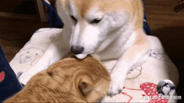 柴犬找了只橘猫当“媳妇”，却因太恩爱，结果主人有意见了