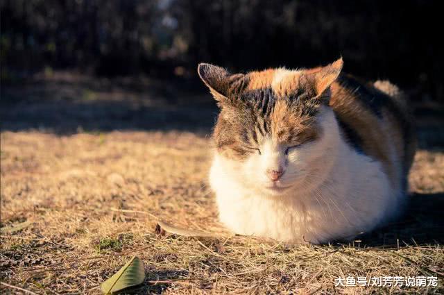 为何一觉醒来，猫咪总会出现在主人床头？网友：再也不敢养猫！