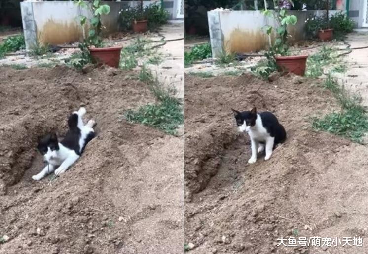 宾士猫综艺摔土坡溜滑梯, 问号脸萌定格5秒: 谁推我啦