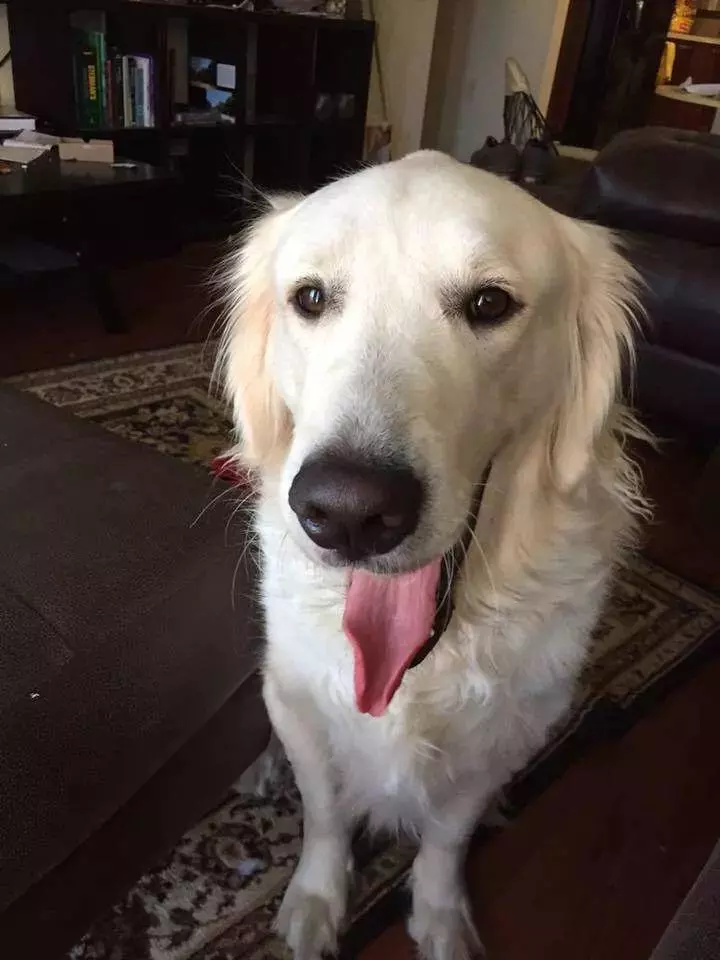 金毛被主人狂砍上百刀，咽气前还在微笑：我会一直陪着你...