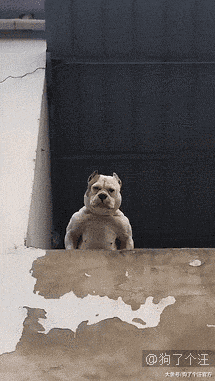 出去耍忘记给狗子喂饭了，然后回来这个样子