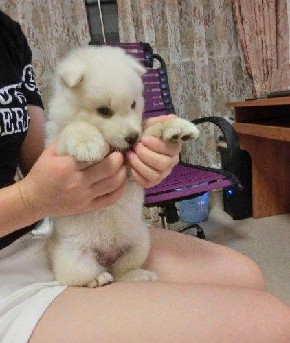 老婆買只巴掌大小奶狗，茶杯犬不便宜，半年后樓上樓下都緊張了
