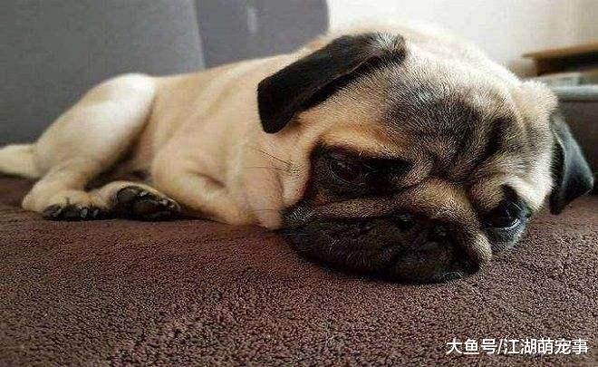 狗狗犯错挨打，为什么不反抗？原因让人感动