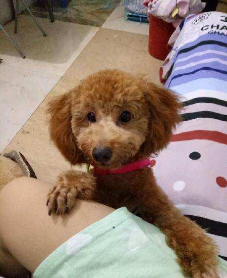 泰迪这些表现，多半是离世前的征兆，千万不要错过最后的告别机会