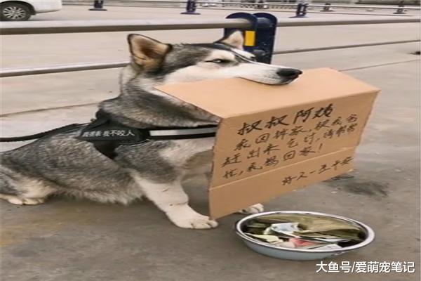 哈士奇拆家被赶出家门，只能路边乞讨，网友：全网混的最差的二哈