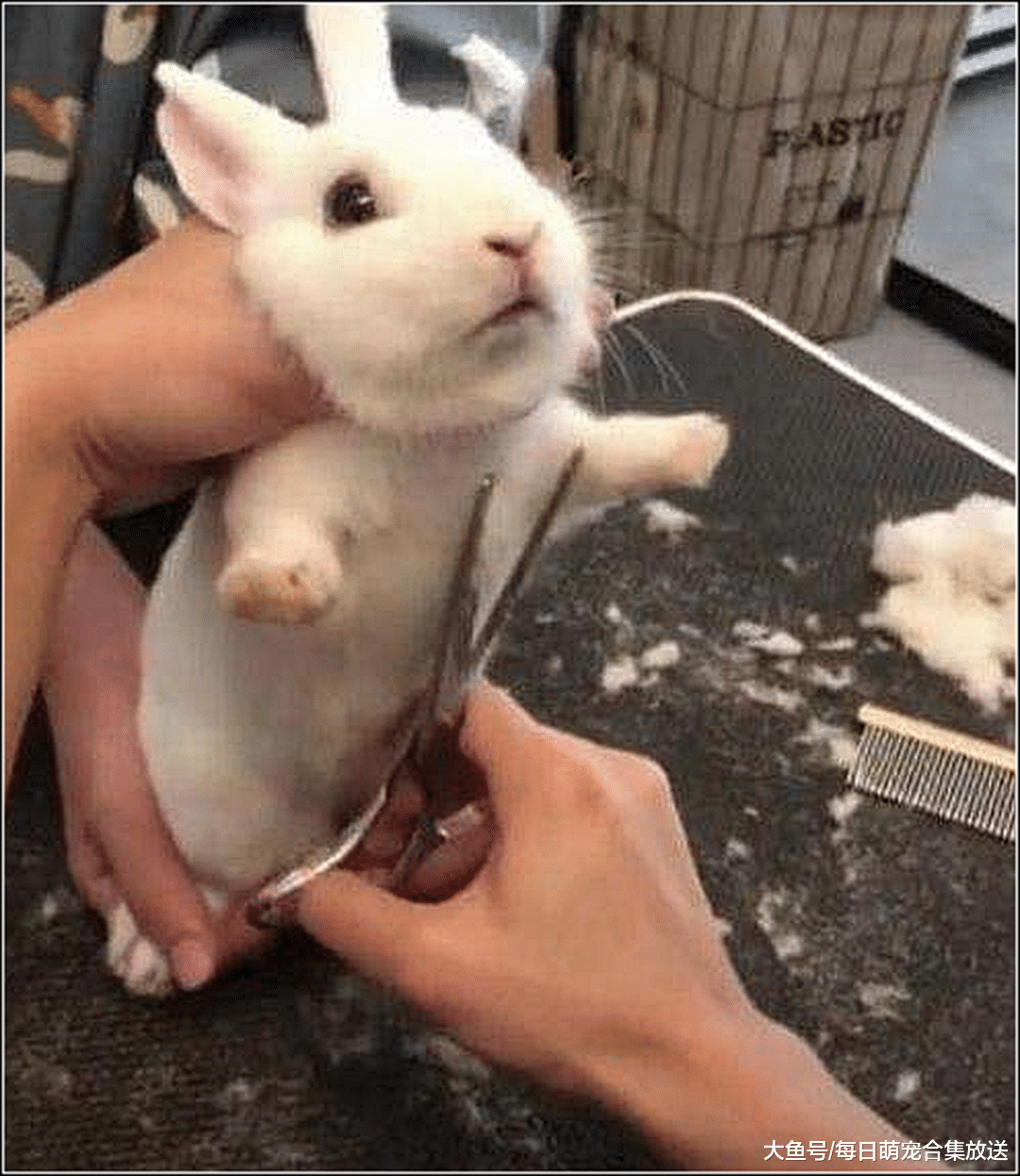 主人给兔子剪毛，本以为它会反抗，低头一看瞬间被萌化了