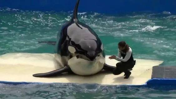 海洋新霸: 猎杀大白鲨, 硬怼抹香鲸, 最后还是栽在人类手上