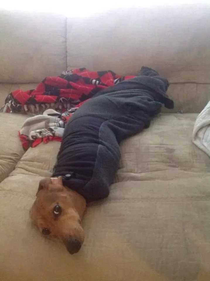 ?被困在袖子里的汪星人